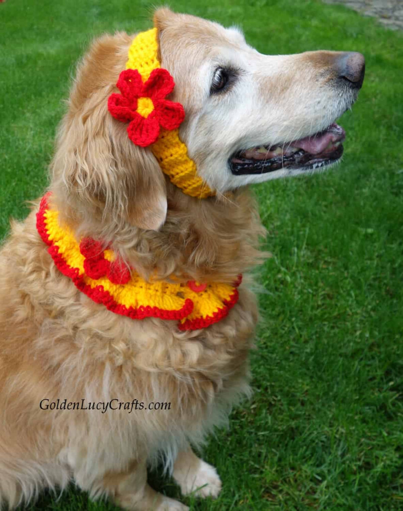 Crochet Dog Collar And Headband Free Crochet Pattern GoldenLucyCrafts