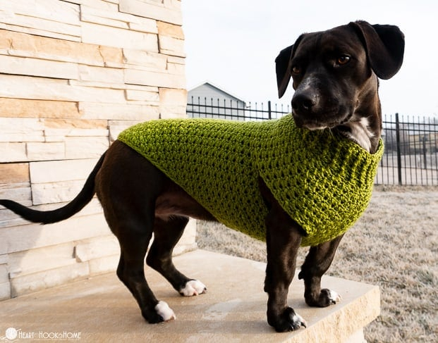 Dandy Dog Sweater Easy Crochet Dog Sweater Pattern