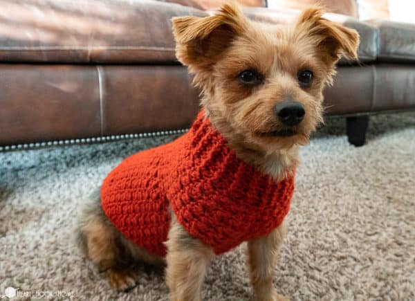 Dandy Dog Sweater Easy Crochet Dog Sweater Pattern