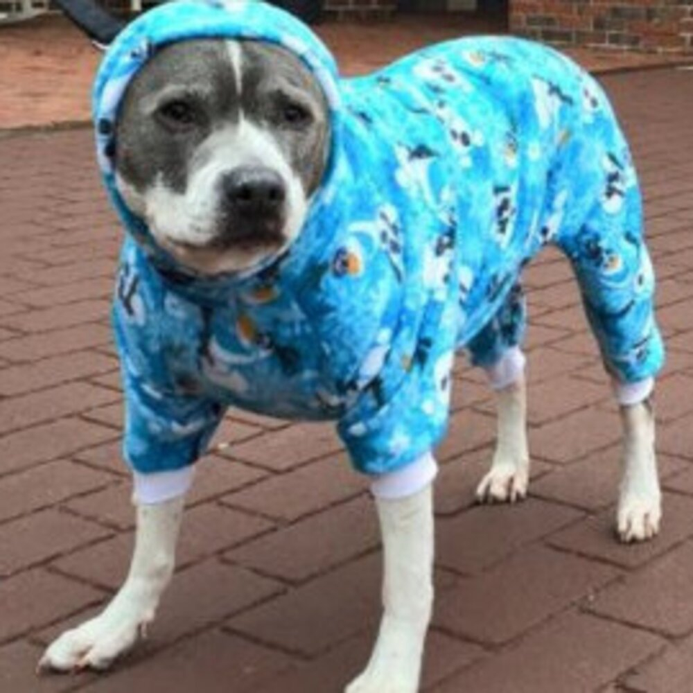 Dog Pajama Sewing Pattern For Pitbull Breed