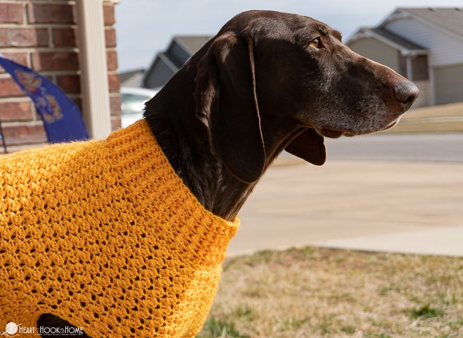 Easy Crochet Dog Sweater For Large X Large And XX Large Dogs Dog 